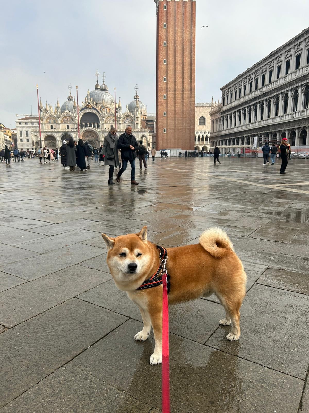 A shiba inu in Piazza San Marco, Venice
